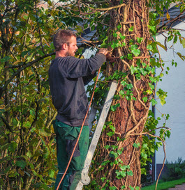 TreeTrimmer